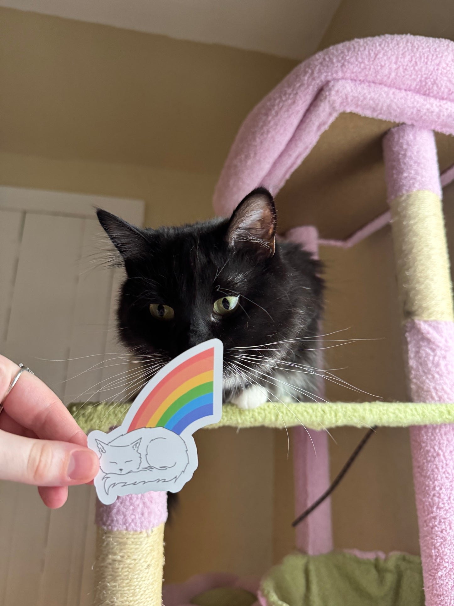 rainbow cat sticker🌈